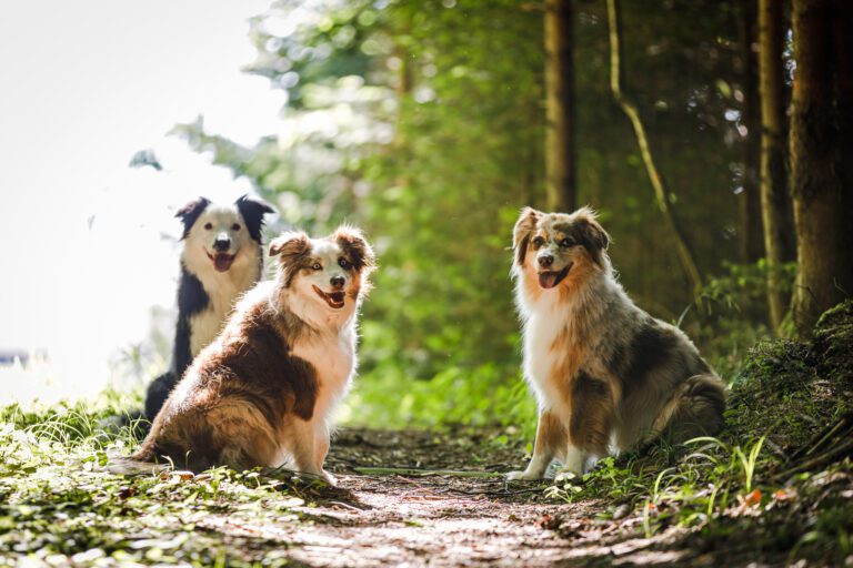 Drei Hunde sitzen auf einem Waldweg in der Sonne