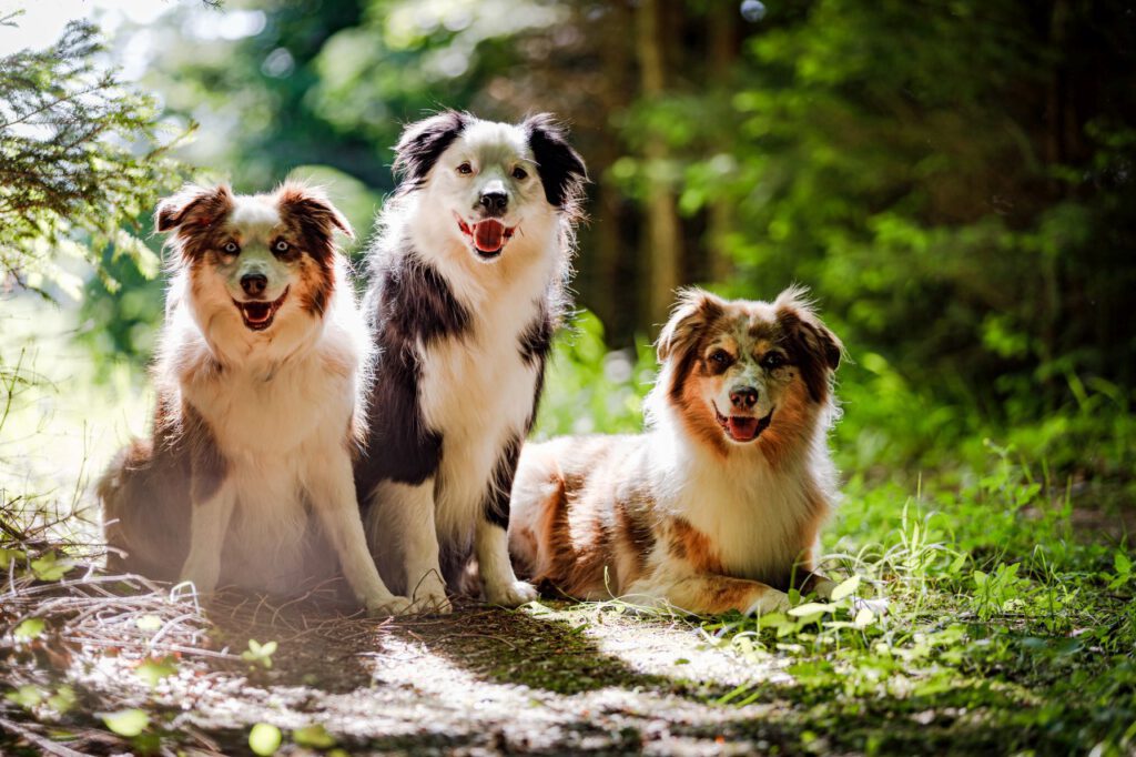 Drei Hunde sitzen im Wald