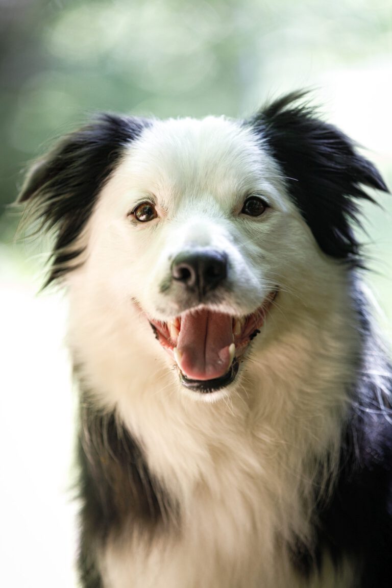 Border Collie blickt in die Kamera