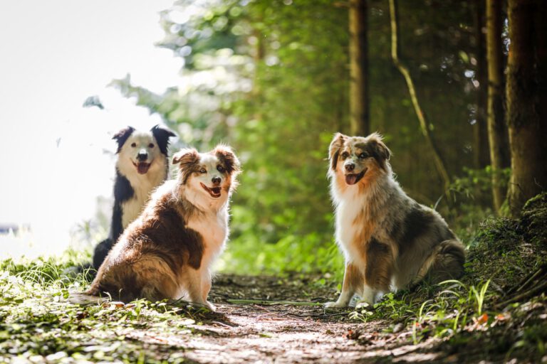 Drei Hunde sitzen auf einem Weg im Wald