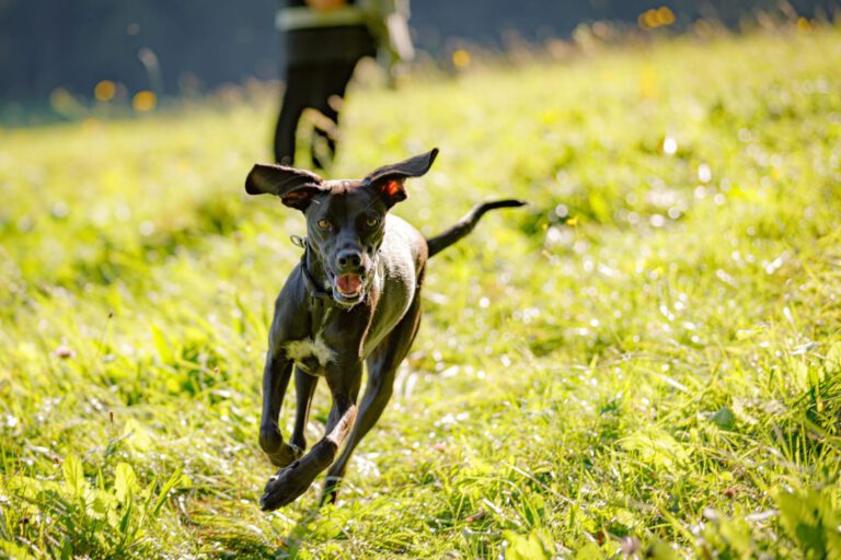 Hund läuft über die Wiese