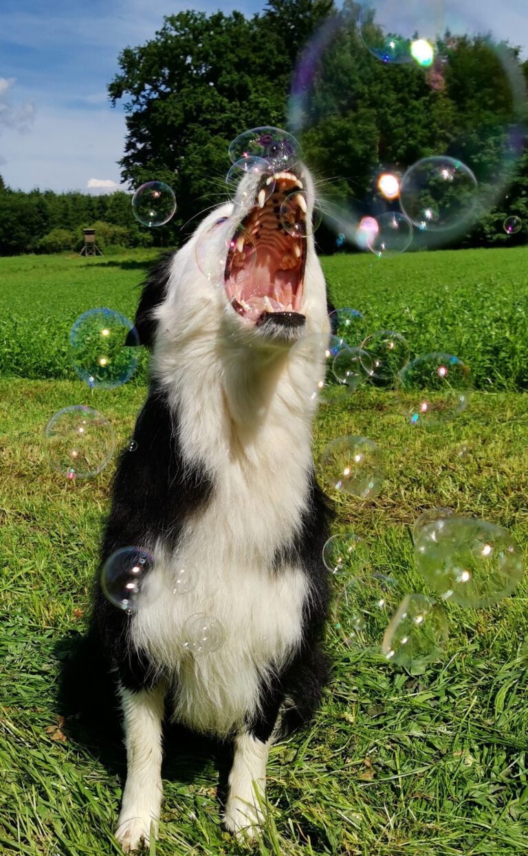 schwarzweißer Border Collie sitzt auf grüner Wiese und schnappt nach Seifenblasen.