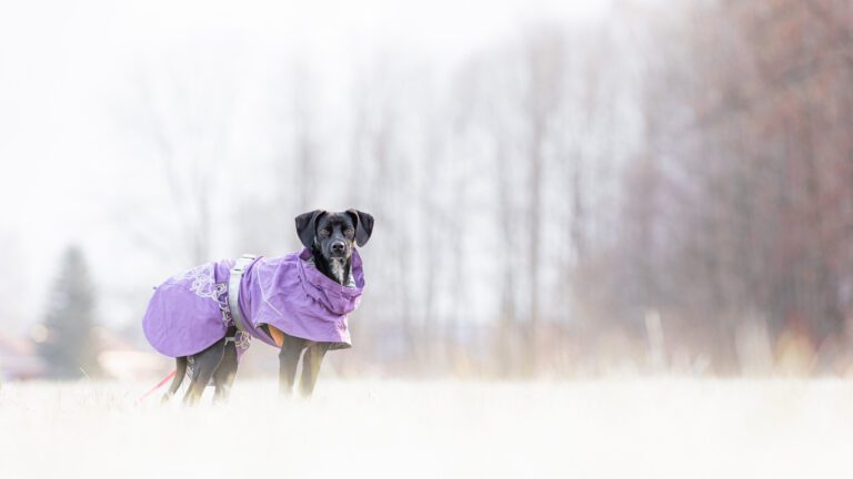 Hund mit Wintermantel