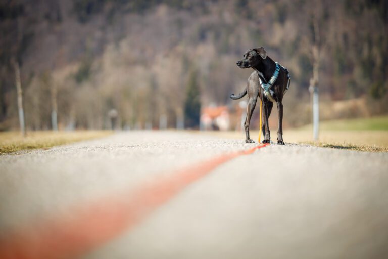 Hund mit Schleppleine