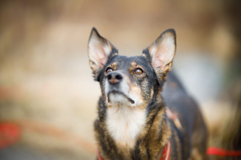 Hund wartet auf Leckerli