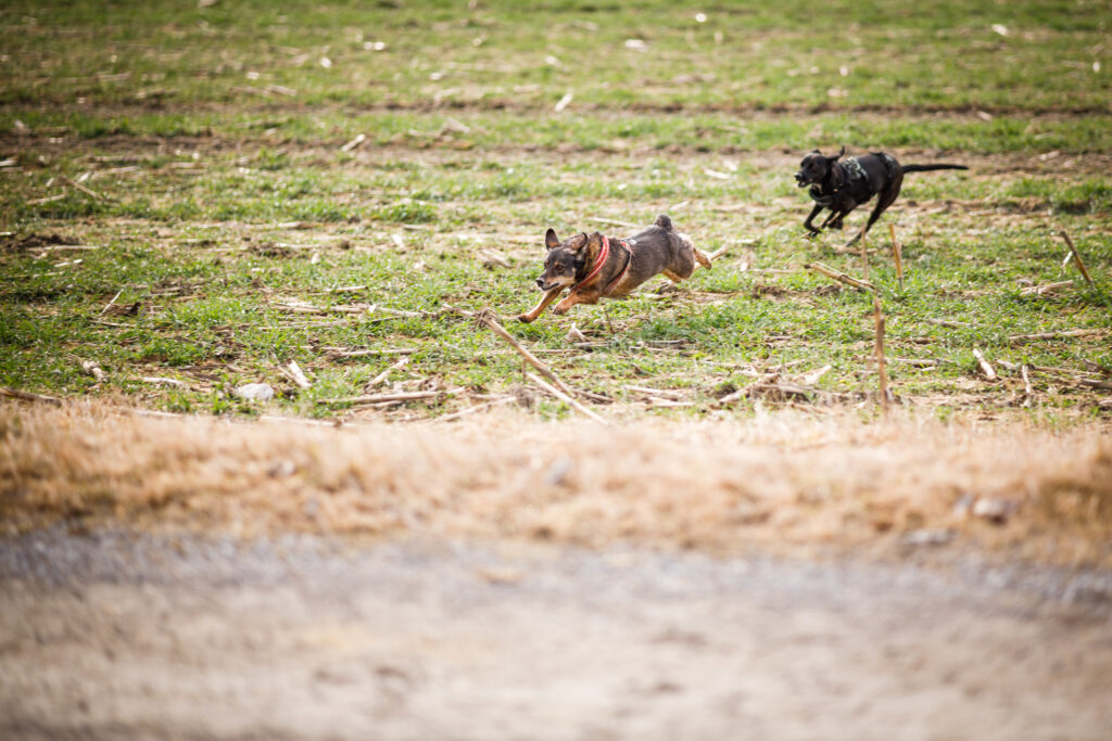 Zwei Hunde rennen über ein abgeerntetes Maisfeld