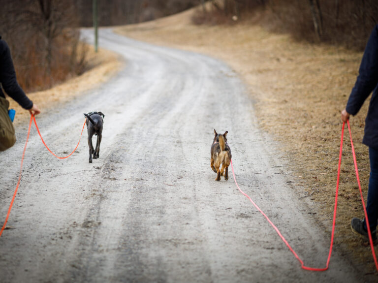 zwei Hund an der Schleppleine gehen voraus, jeweils mit Besitzer