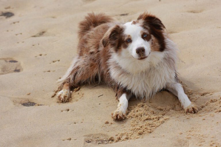 Hund liegt auf dem Sandstrand