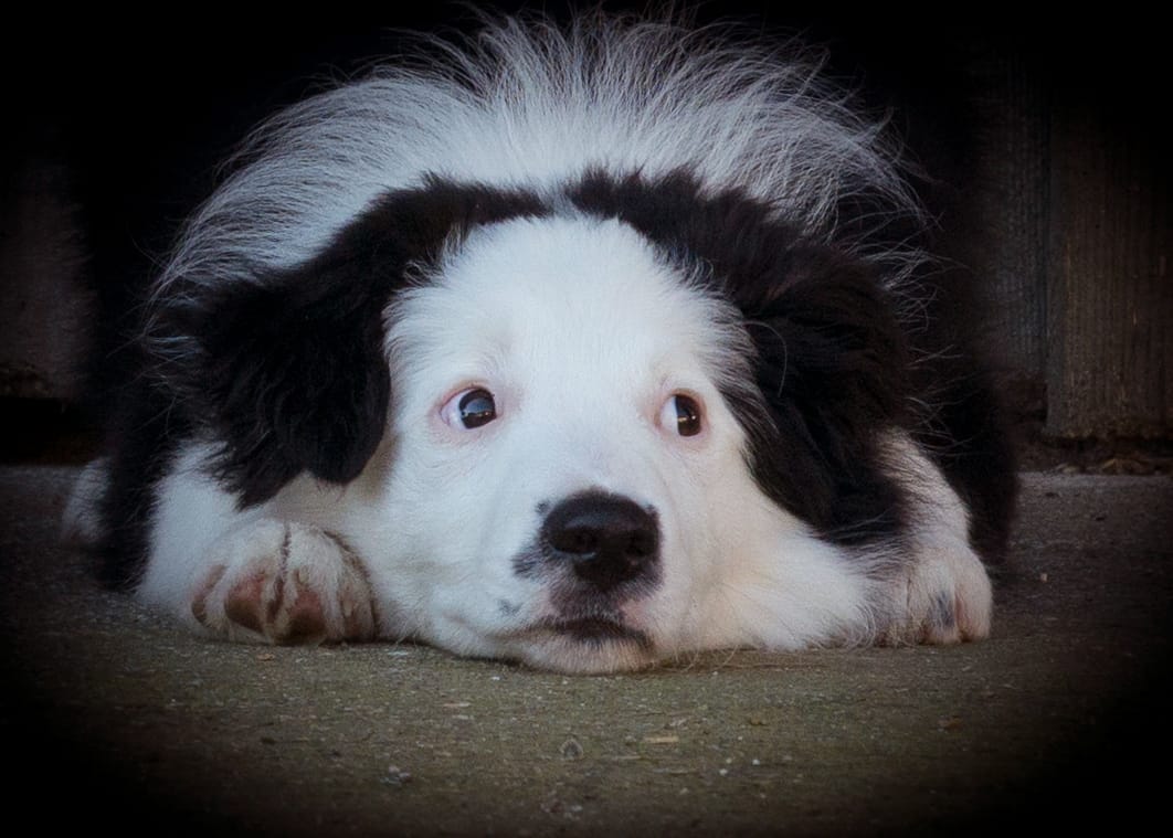 Hemmen im Hundetraining Dog & Talk Podcast 14