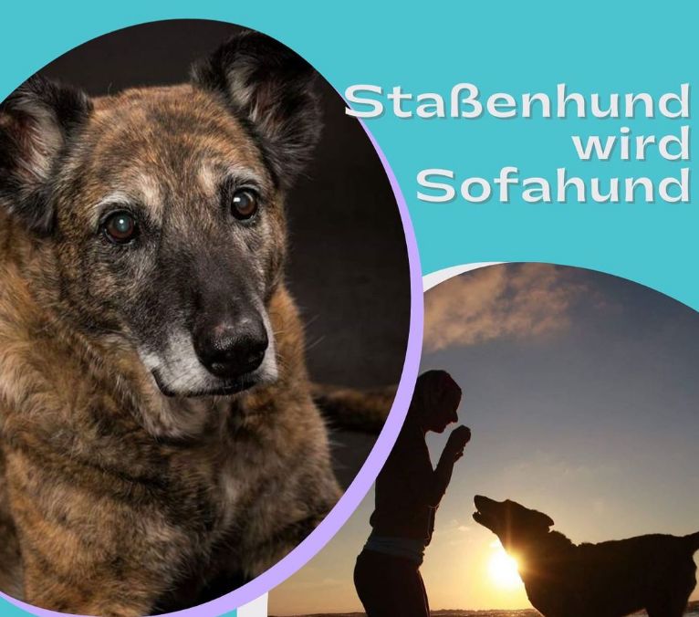 Teaserbild_Podcast_Strassenhund