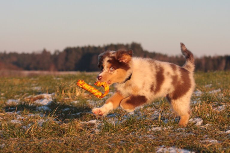 Welpe Muffin mit Spielzeug