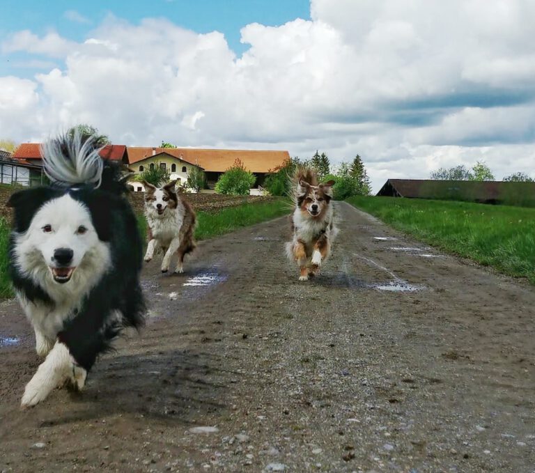 Drei Hund laufen auf uns zu