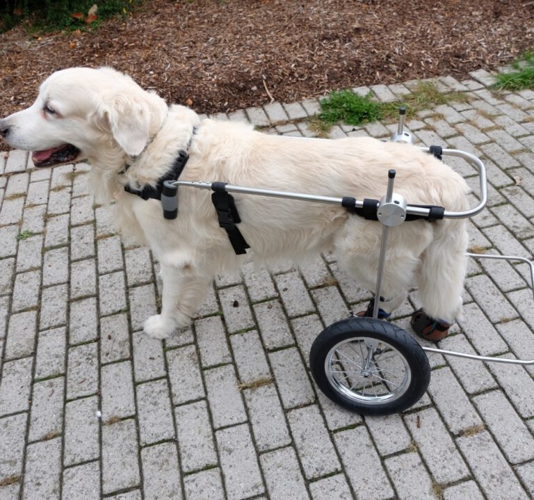 Hund mit Beinprothese