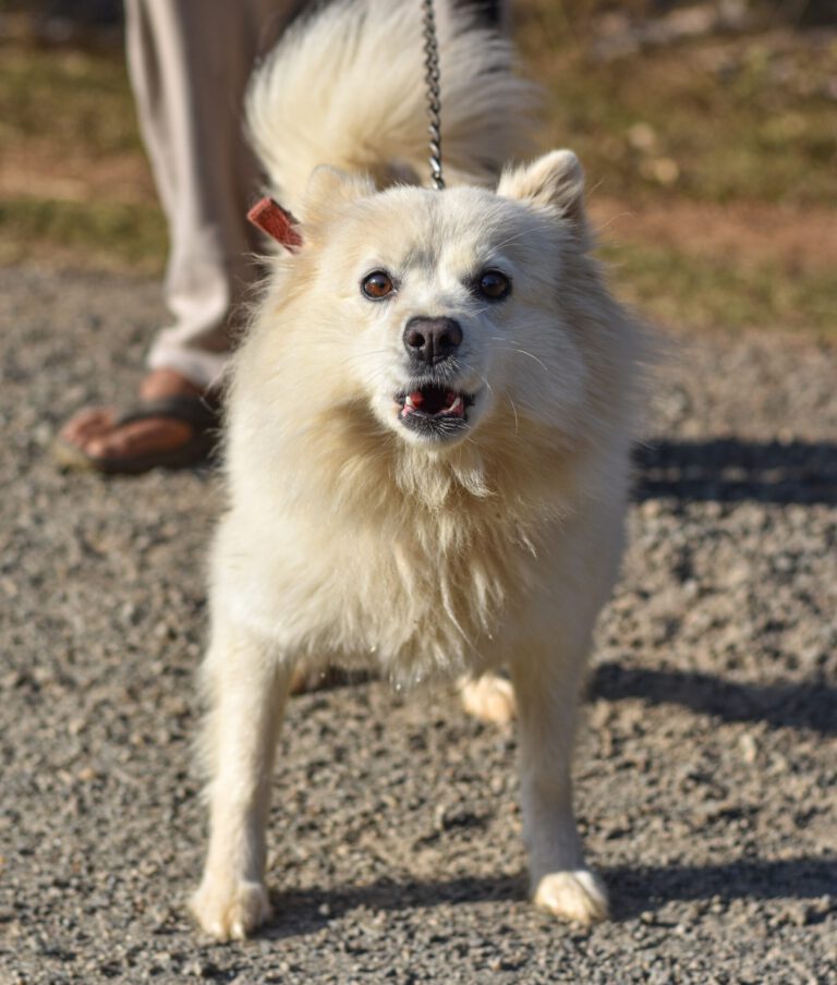 kleiner weisser Hund an der Leine bellt