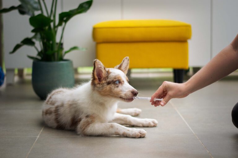 Junger Hund liegt entspannt auf dem Boden und bekommt Spritze zum schlecken