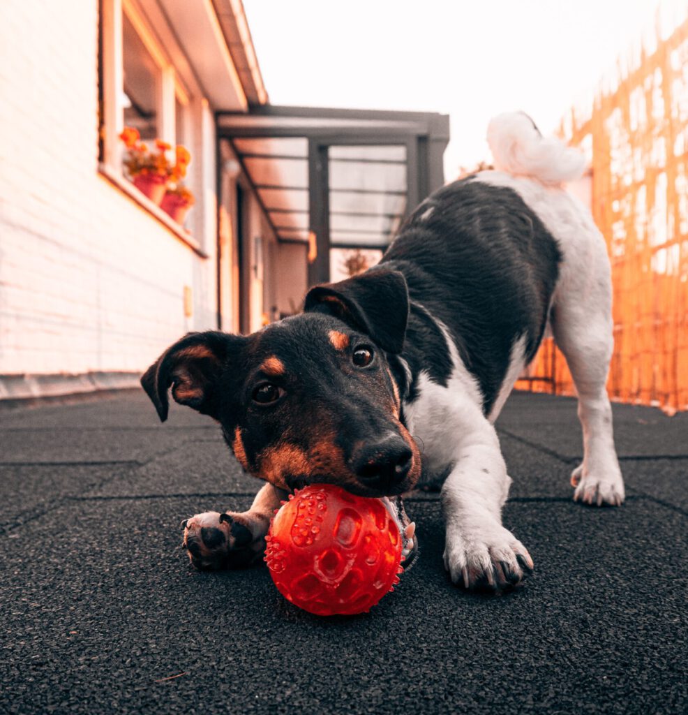 Hund spielt mit Ball