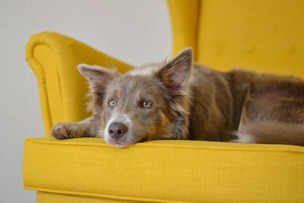 Brauner Border Collie liegt auf einer gelben Couch und blickt in die Kamera