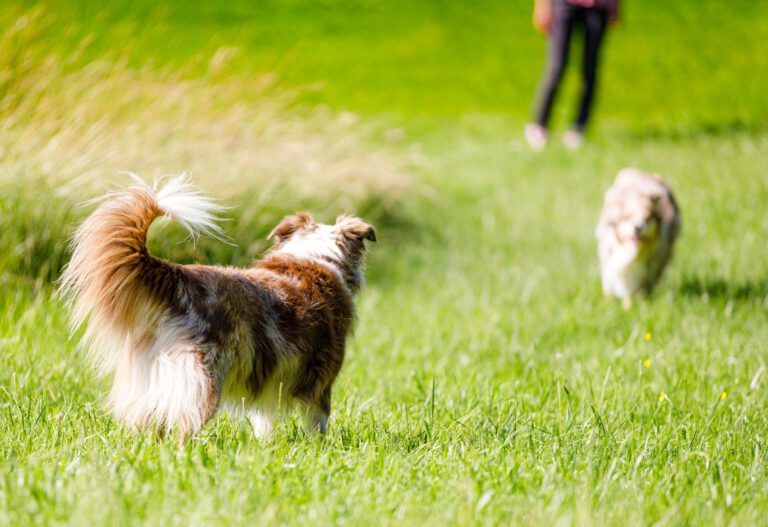 Zwei Hunde begegnen sich