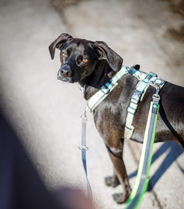 Hund mit Brustgeschirra an der Leine