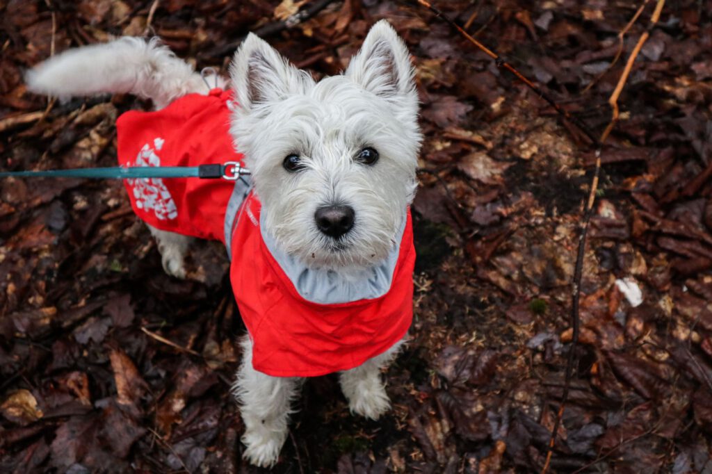 weisser kleiner Hund mit rotem Mantel schaut zur Kamera