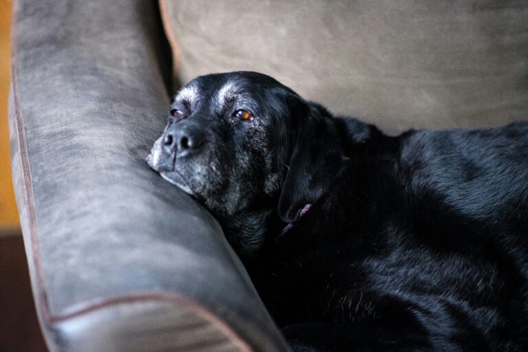 Alter schwarzer Hund liegt auf der Couch. Mund und Augenbrauen sind schon ergraut