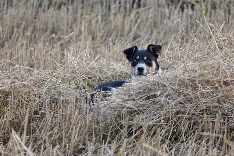 Hund sitzt in einem abgemähten Weizenfeld. Um ihn herum Stroh
