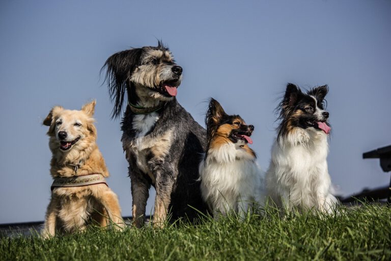 Vier unterschiedliche Hunde sitzen nebeneinander auf einer Wiese und blicken zur Seite. Im Hintergrund blauer Himmel. Nahaufnahme