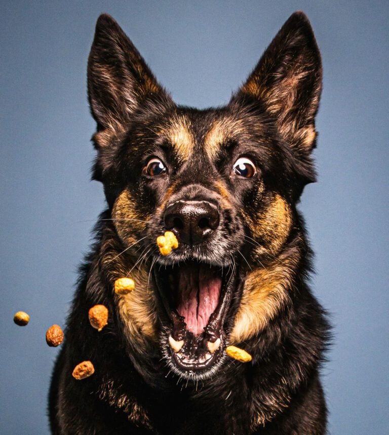 Ein Hund der aufgeregt den Mund aufreisst und versucht die ihm zugeworfenen Leckerlis zu fangen