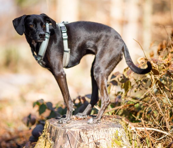 schwarzer Hund steht auf Baumstamm